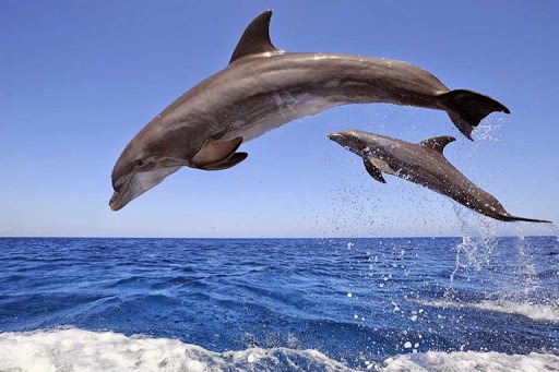 Nado con delfines en Hurghada
