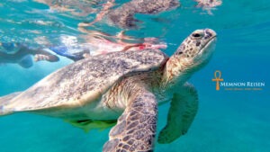 Excursión a Abu Dabab