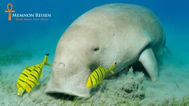 Excursión a Abu Dabab
