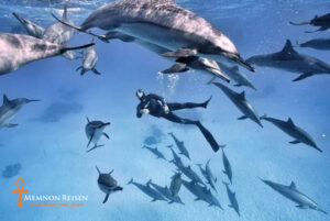 Nado con delfines en Marsa Alam