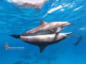 Nado con delfines en Marsa Alam