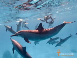 Nado con delfines en Marsa Alam