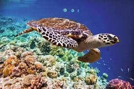 Excursión de snorkel desde Marsa Alam a Marsa Mubarak