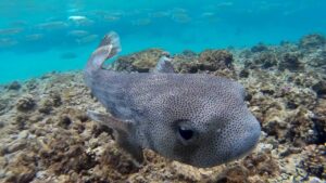Bootstour privado zum Schnorcheln en la bahía de Makadi